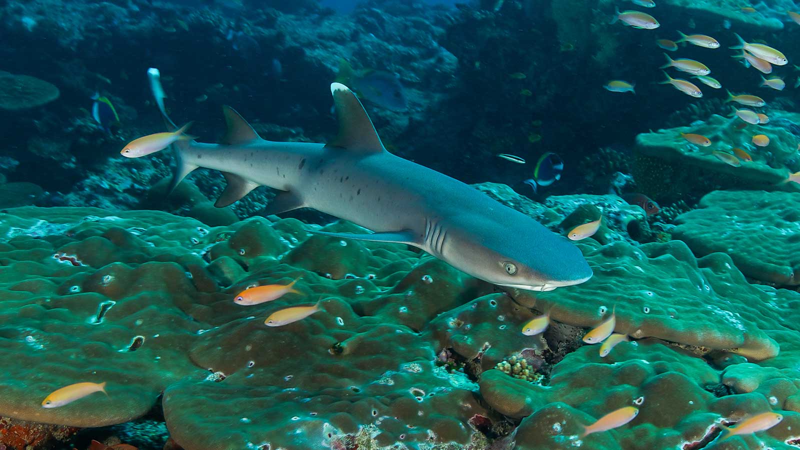 Ocean_Dimensions_Shark