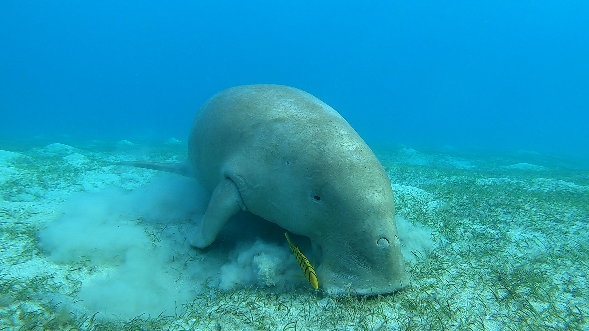dugong