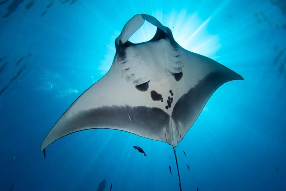 manta_1000