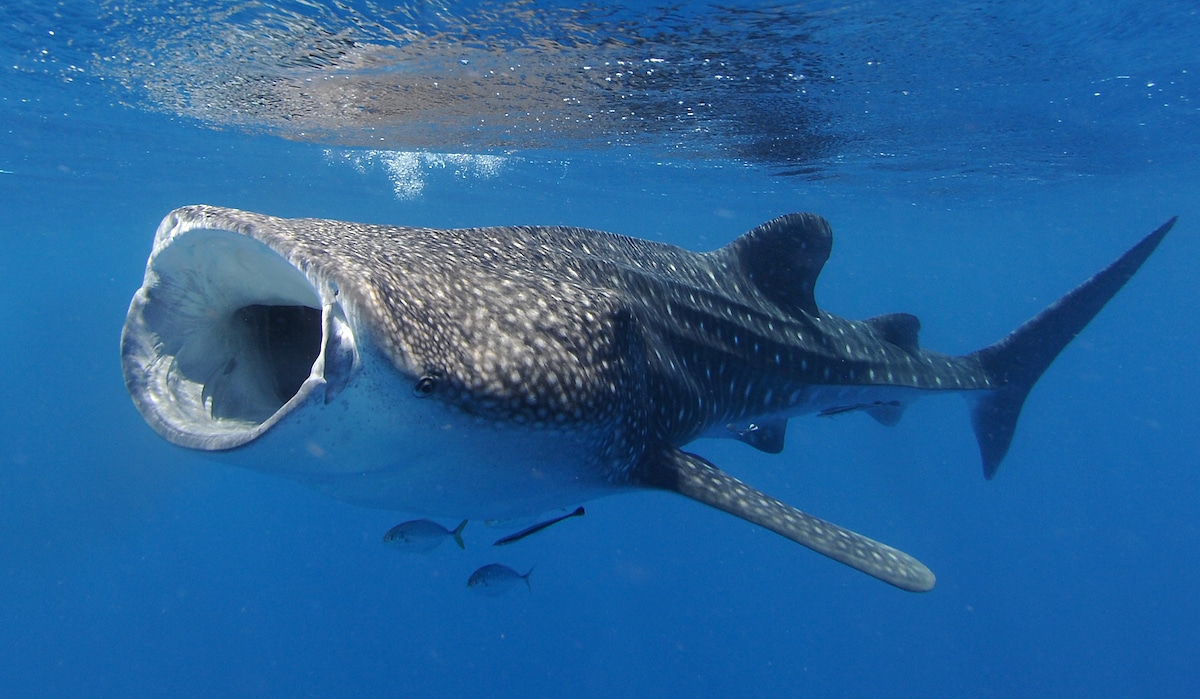whale-shark