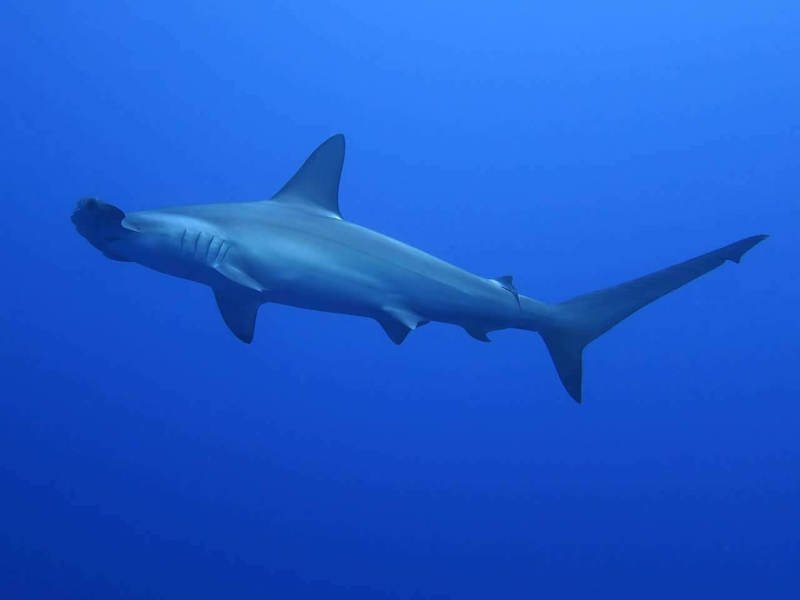 hammerhead
