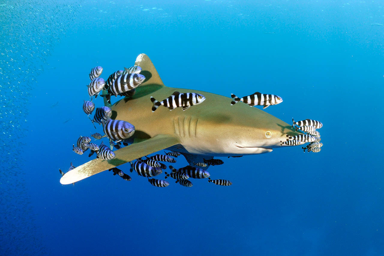 longimanus