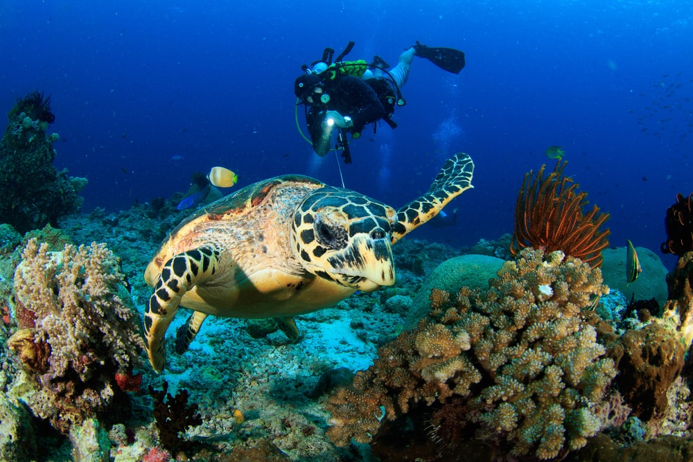 Cozumel2